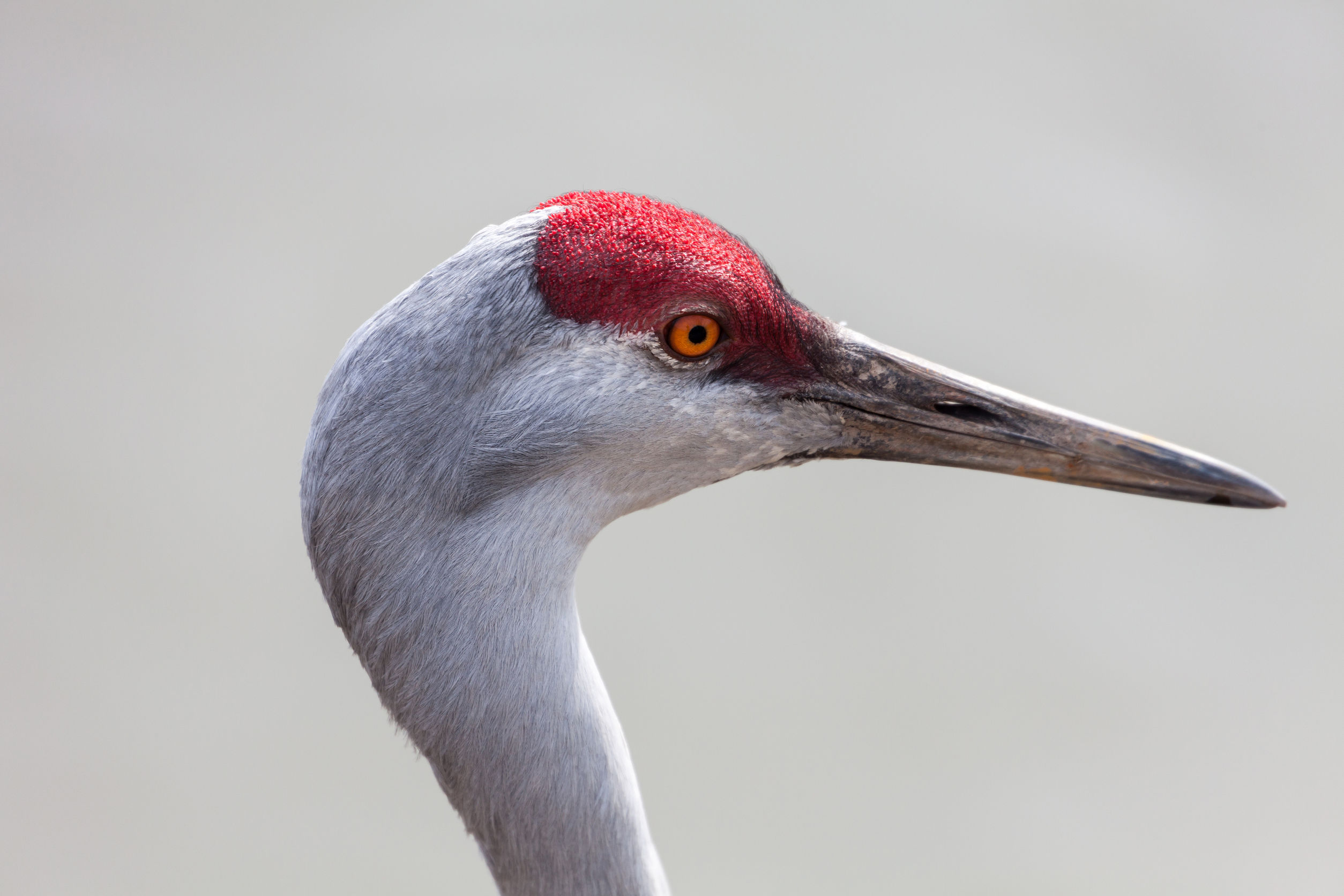 Delta Naturalists Society