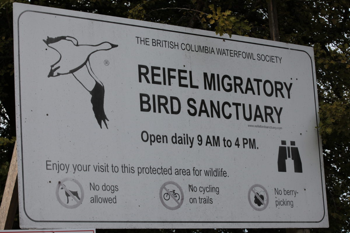 Reifel Bird Sanctuary 