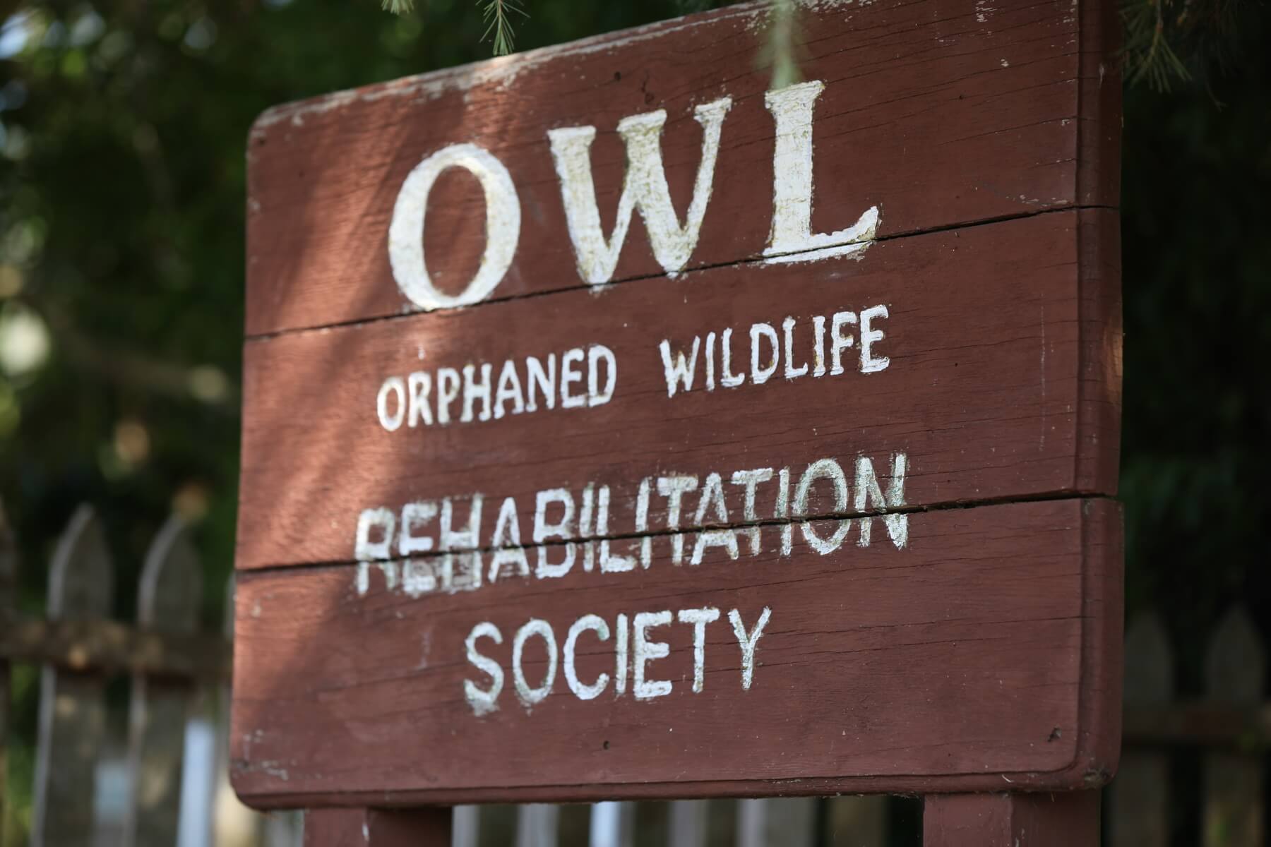 O.W.L. Orphaned Wildlife Rehabilitation Society