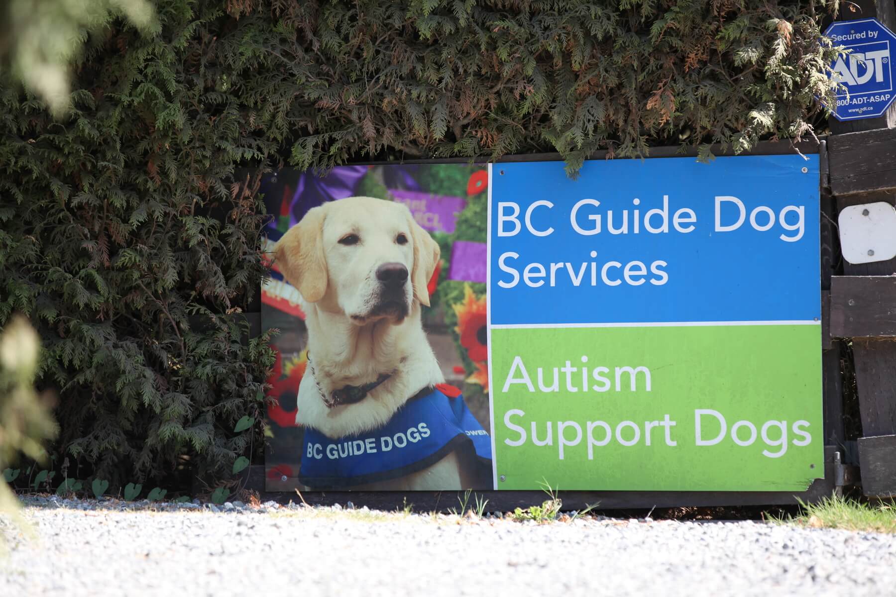 BC & Alberta Guide Dogs