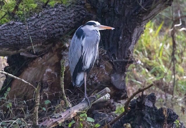 A birdwatching win, a Blue Heron (TBC)