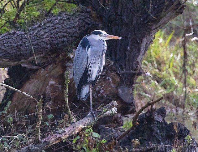 A birdwatching win, a Blue Heron (TBC)